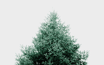 Annual Christmas Tree Pick-Up and Recycling Day