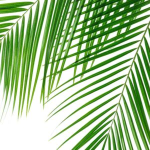 Palm-leaves-or-fronds