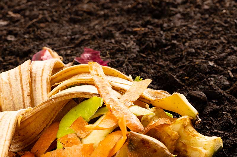 food scraps and dirt