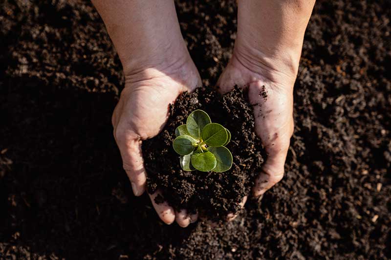 hand-with-soil-and-plant