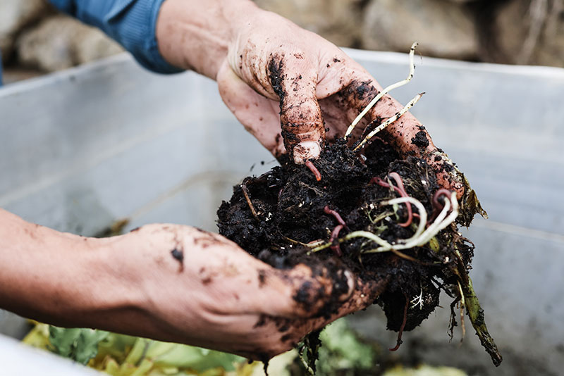 farmer-man-holding-compost-with-worms
