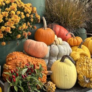 pumpkins and gourds in a garden