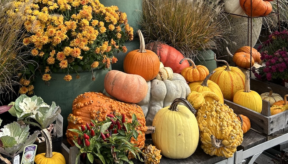pumpkins and gourds in a garden